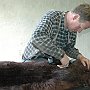 Shearing