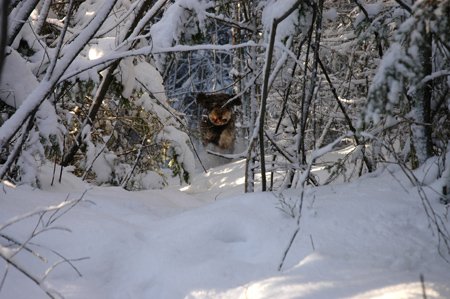 Vinterskog